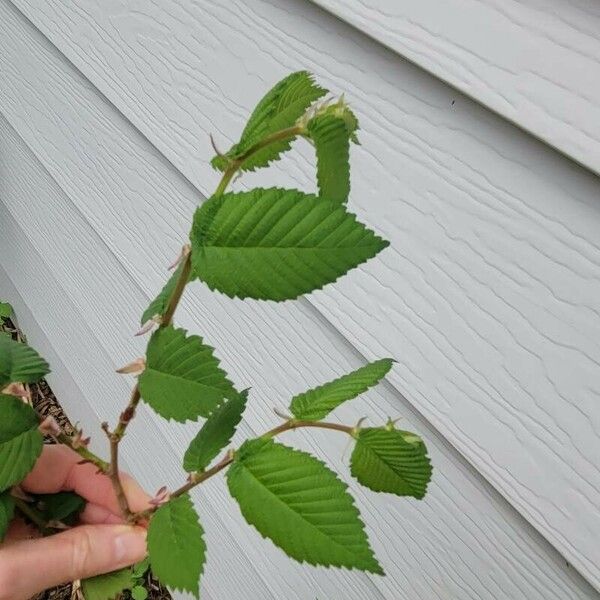 Ulmus pumila Leaf