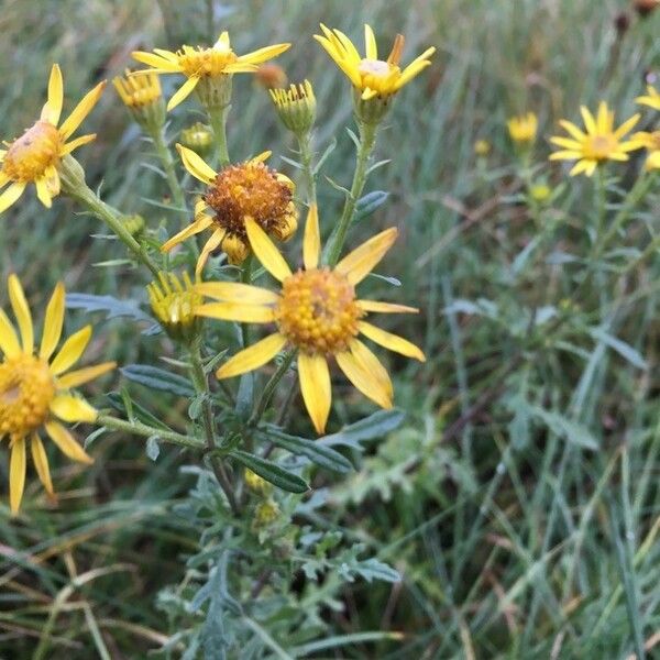 Jacobaea erucifolia Flor