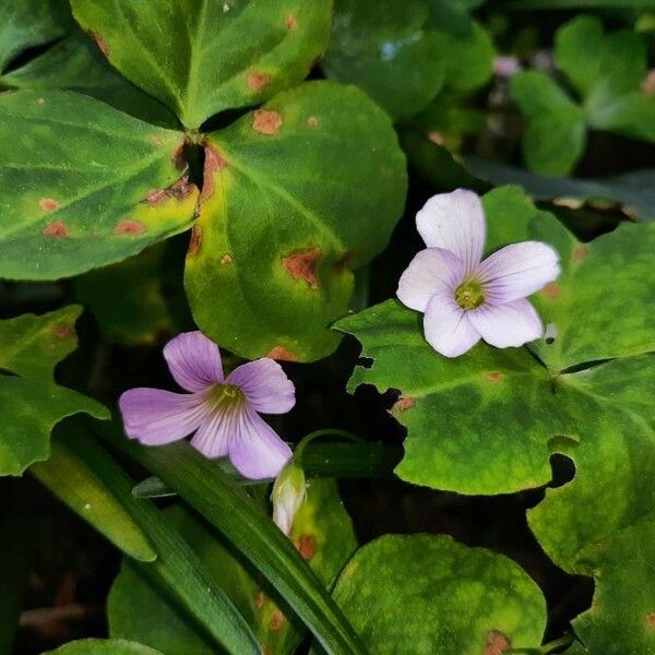 Oxalis violacea ফুল