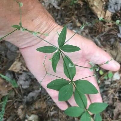 Galium circaezans Hoja