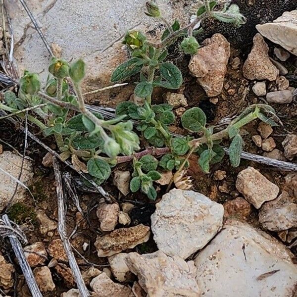 Helianthemum salicifolium Plante entière