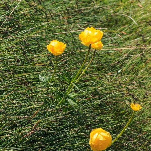 Trollius europaeus Цвят