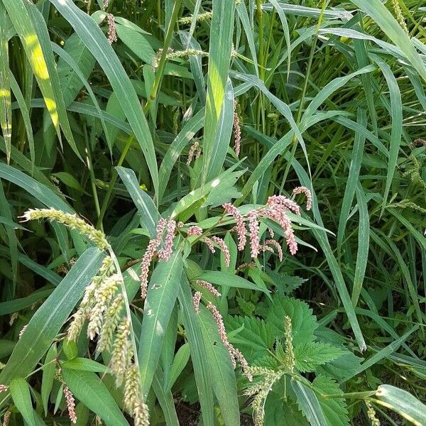 Persicaria lapathifolia Žiedas