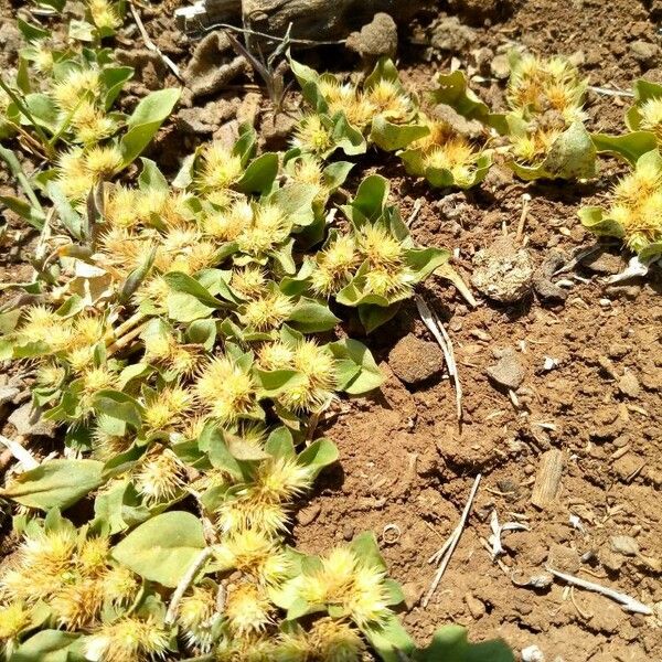 Alternanthera pungens Blad