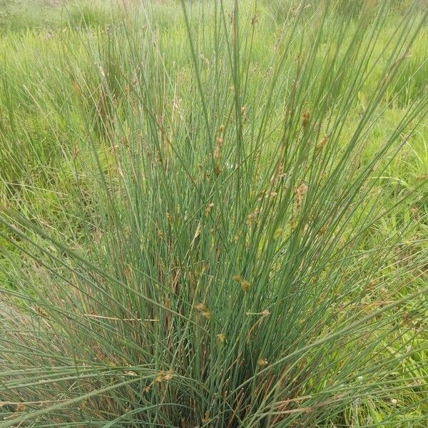 Juncus inflexus Feuille