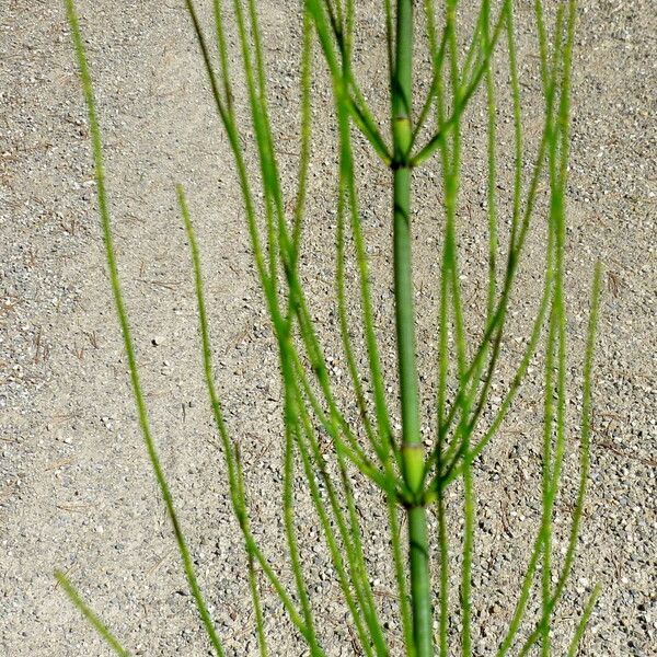 Equisetum ramosissimum Folha