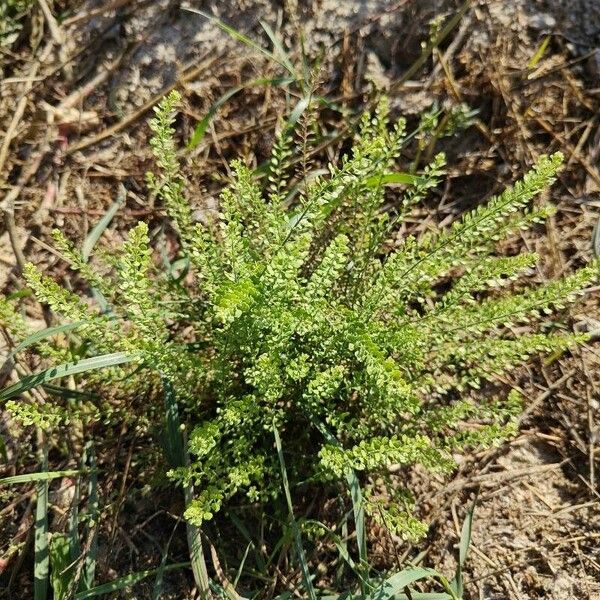 Lepidium ruderale Frunză