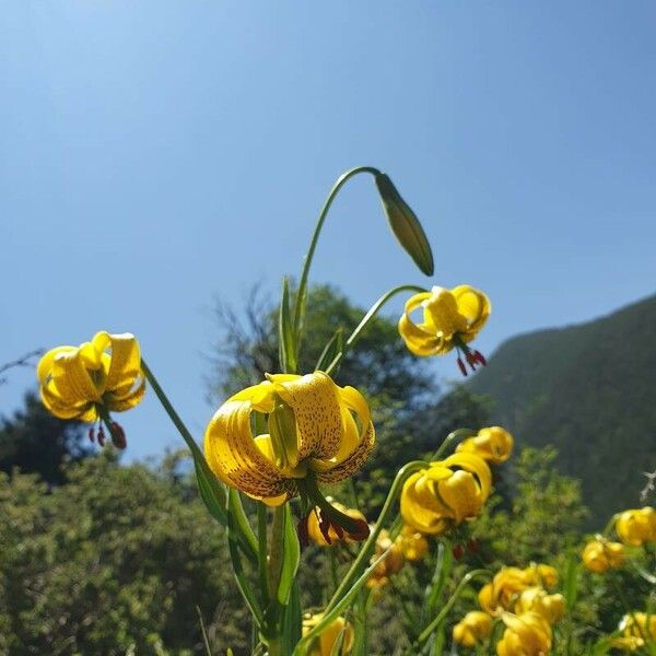 Lilium pyrenaicum Bloem