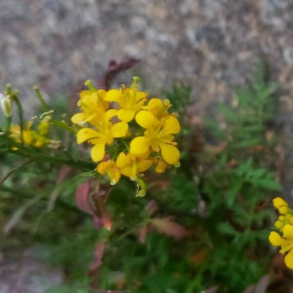 Rorippa sylvestris Blüte