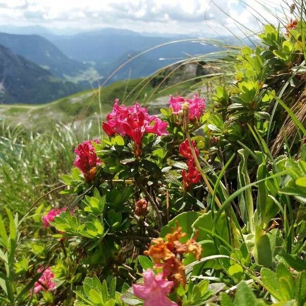 Rhododendron hirsutum 花