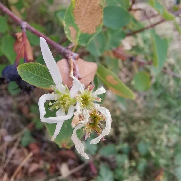 Amelanchier ovalis Cvet