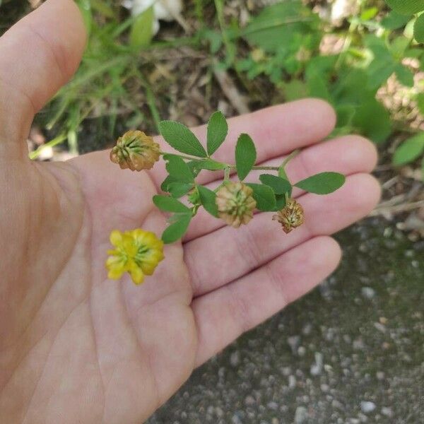 Trifolium aureum Φύλλο