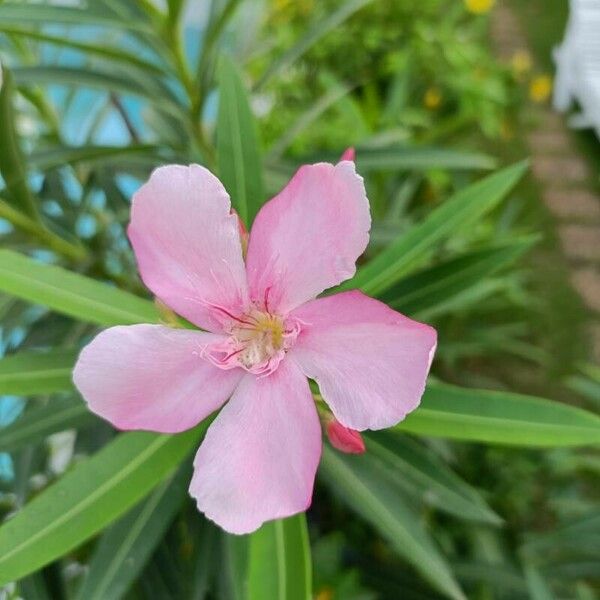 Nerium oleander Blomma