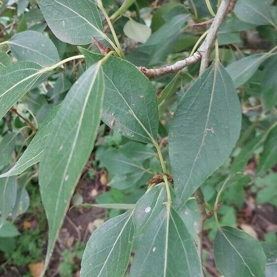 Populus simonii Leaf