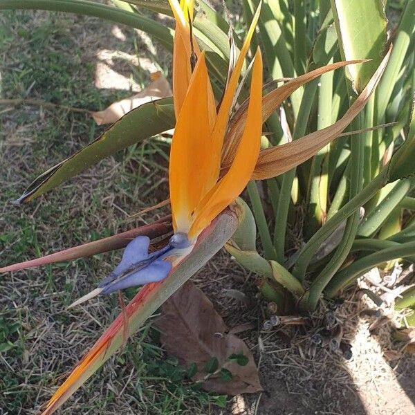 Strelitzia reginae Flor