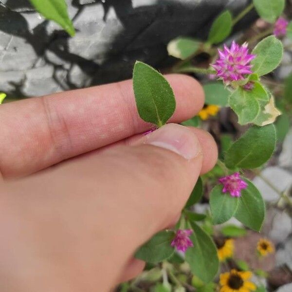 Gomphrena serrata List