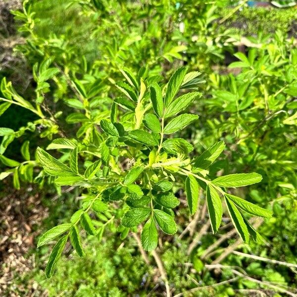 Rosa blanda Blad