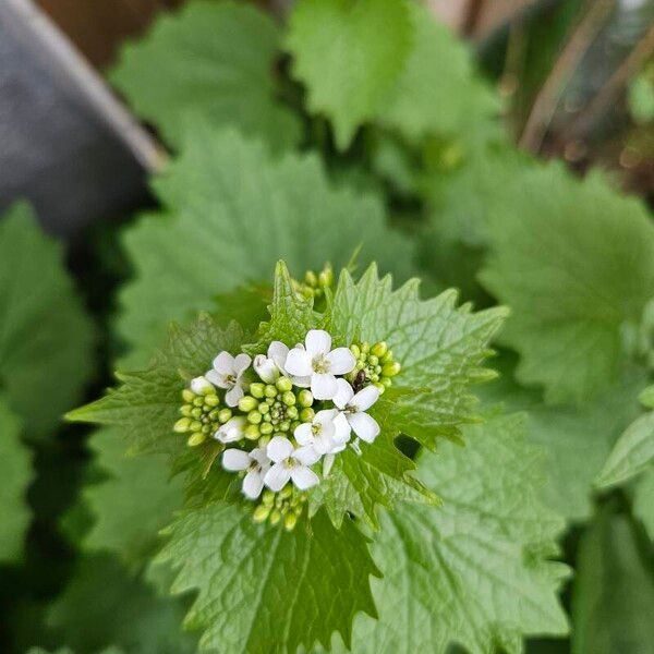 Alliaria petiolata Blomst