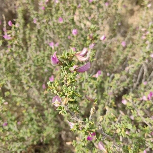 Ononis tridentata Fuelha