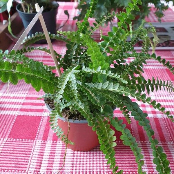 Nephrolepis cordifolia Leaf