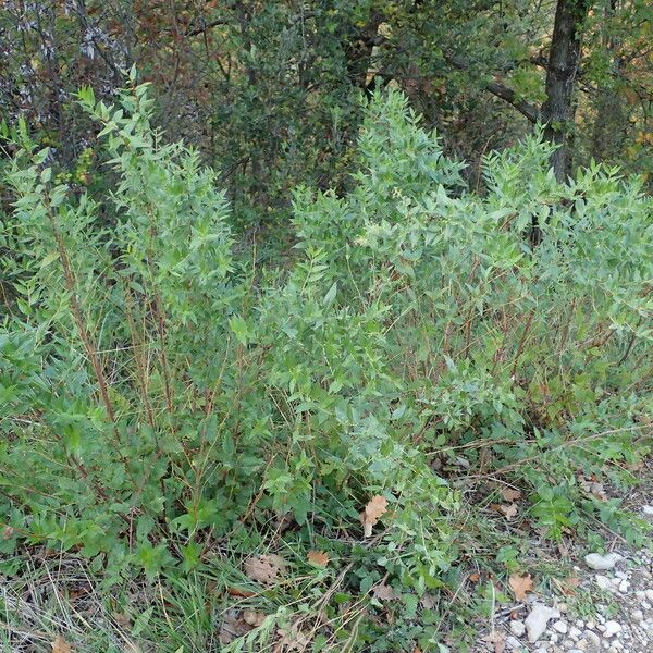 Coriaria myrtifolia Habitus