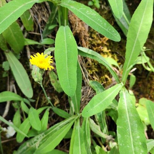 Sonchus maritimus 整株植物