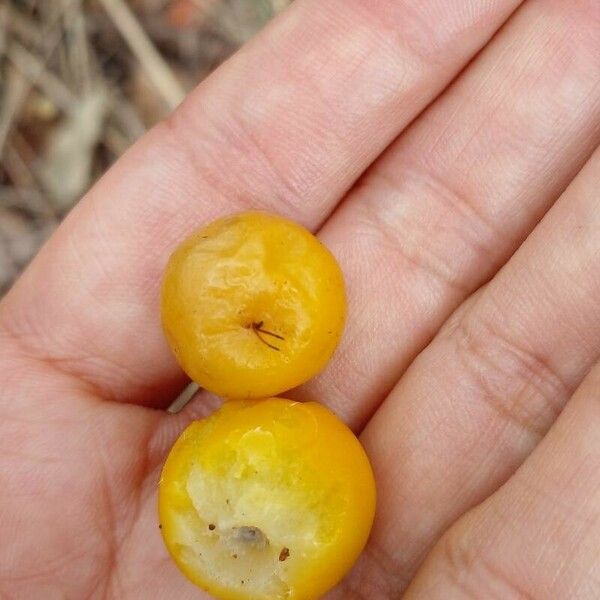 Byrsonima verbascifolia Fruit