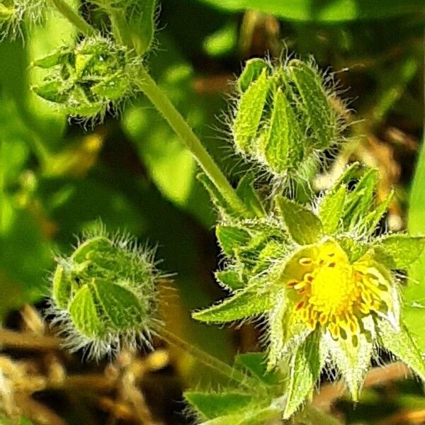 Potentilla recta Schors