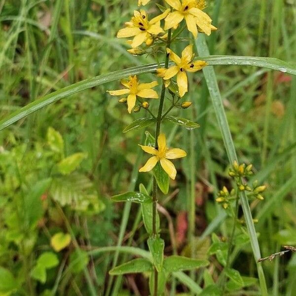 Hypericum montanum Fiore