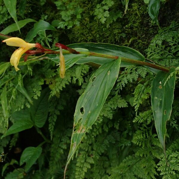 Cautleya gracilis Habit