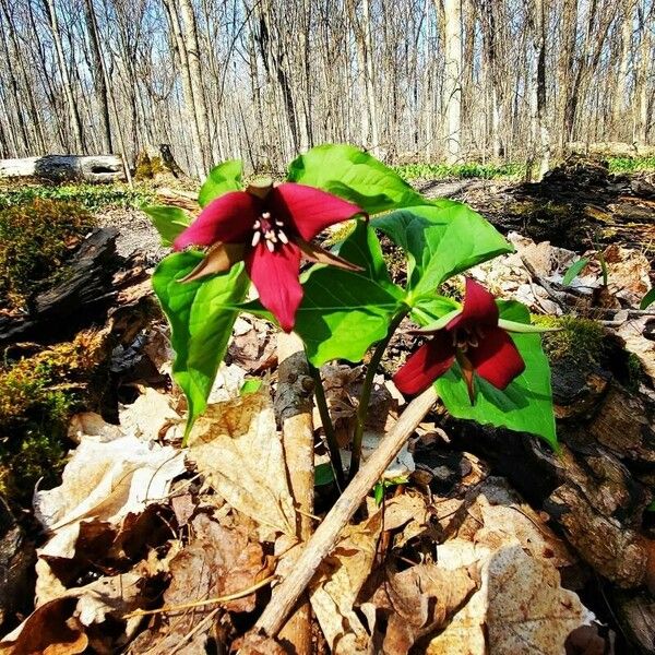 Trillium erectum Fiore