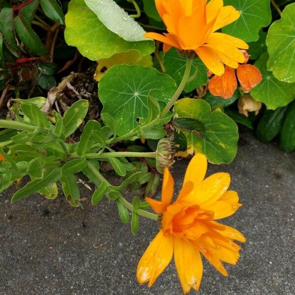 Calendula officinalis Floro