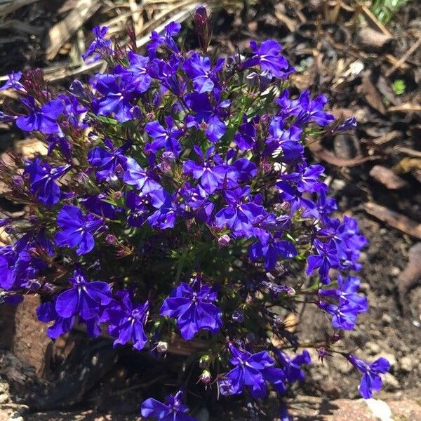 Lobelia erinus Fiore