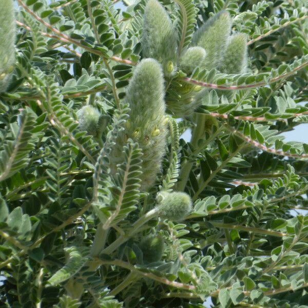 Astragalus alopecurus Flower