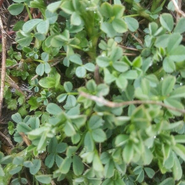 Sibbaldia procumbens पत्ता