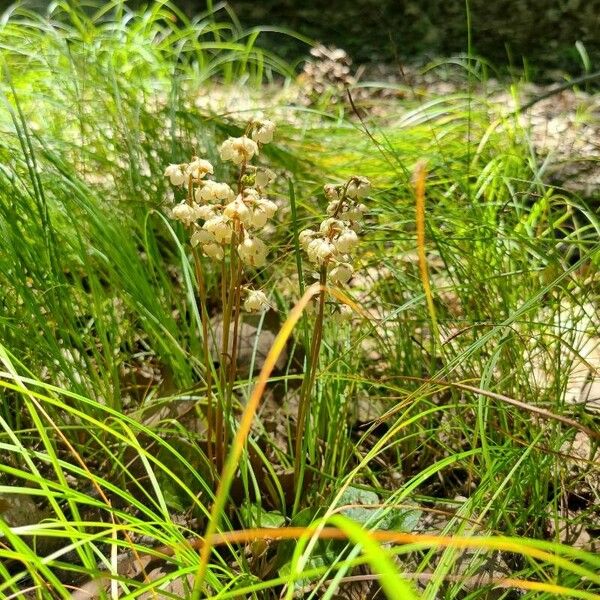 Pyrola chlorantha Floare