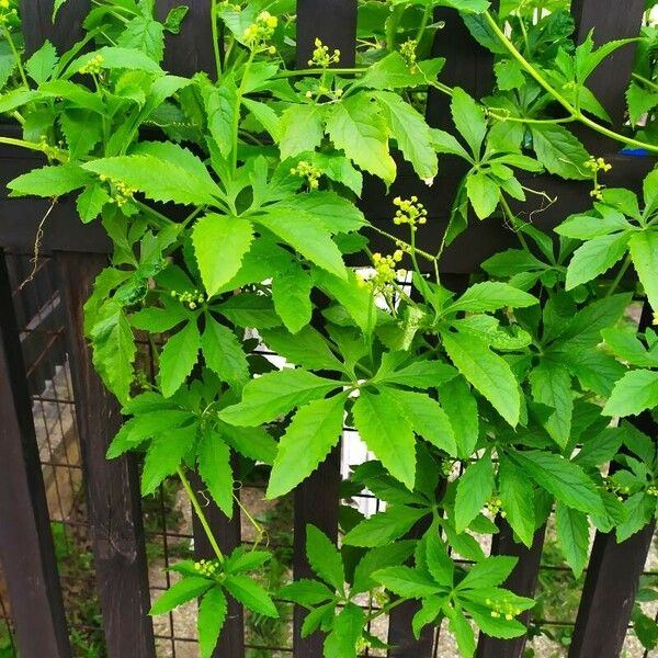 Cyclanthera pedata Habit