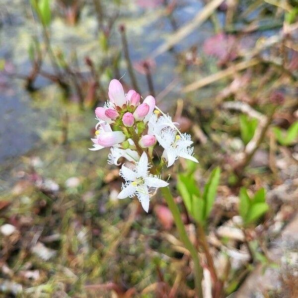 Menyanthes trifoliata Kukka