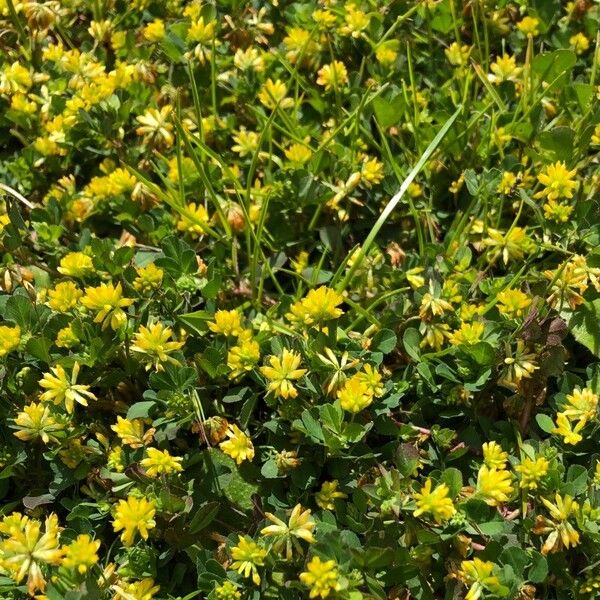 Trifolium dubium Flower