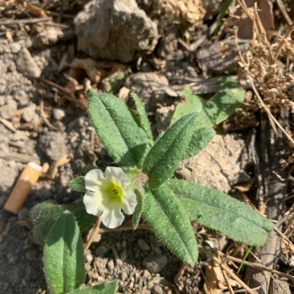 Nonea lutea Kukka