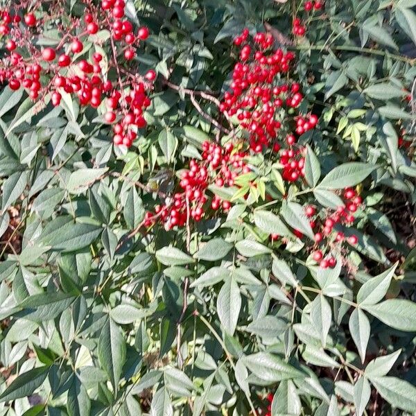 Nandina domestica Характер