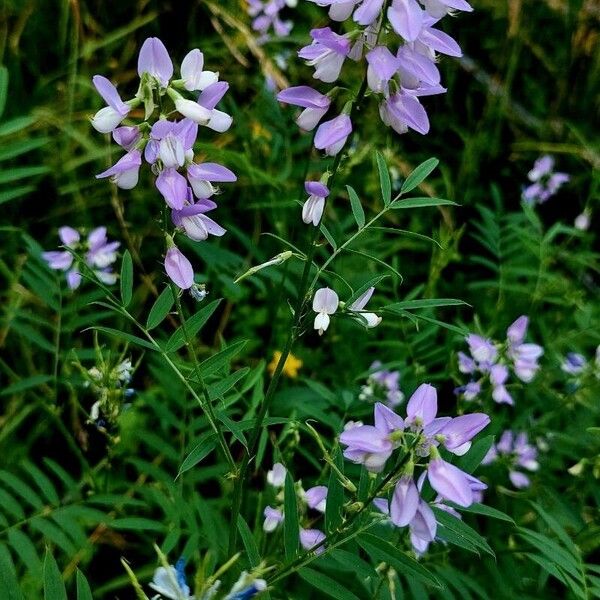 Galega officinalis برگ