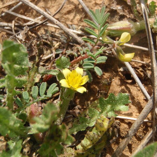 Hyoseris scabra その他の提案