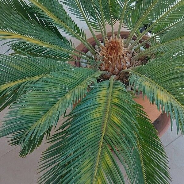 Cycas revoluta Folha