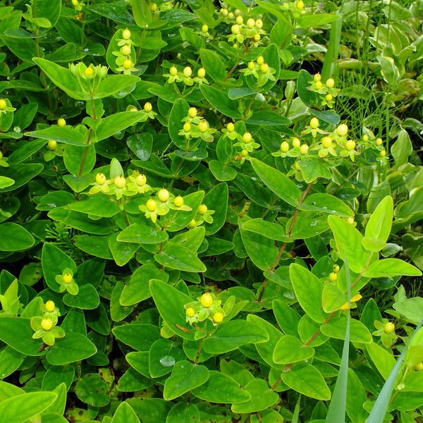 Hypericum × inodorum Habitus