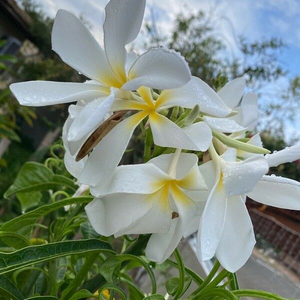 Plumeria pudica Flor