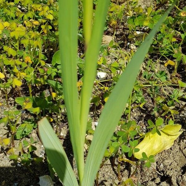 Gladiolus italicus Fuelha