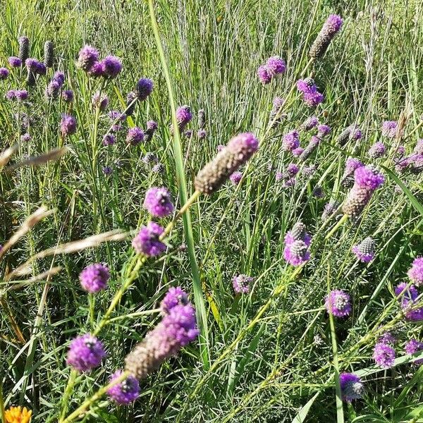 Dalea purpurea Blomst