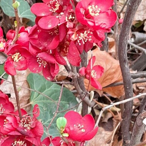 Chaenomeles × superba Flors