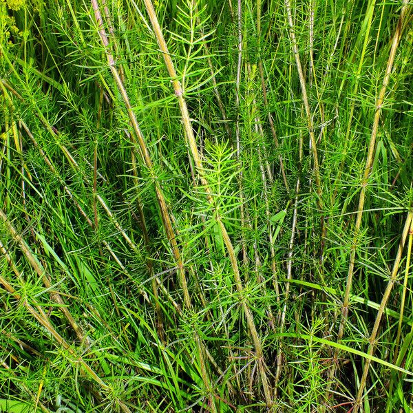 Galium verum Hábitos